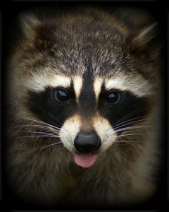 Racoon Eyes by patries71/Creative Commons